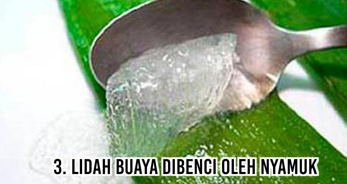 Iniloh Benda-benda Yang Dibenci Nyamuk 