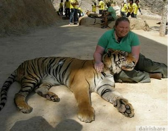 KUIL HARIMAU~~DISINI AGAN BISA BERMAIN DGN HARIMAU LAYAKNYA SEEKOR KUCING 