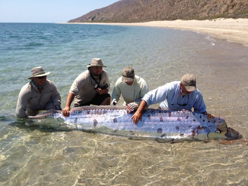 Disebut Ikan Pembawa Kabar Gempa, Ini 5 Fakta Tentang Oarfish