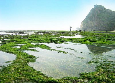 pantai di Wonosari &amp; makanan khasnya,JOGJAKARTA