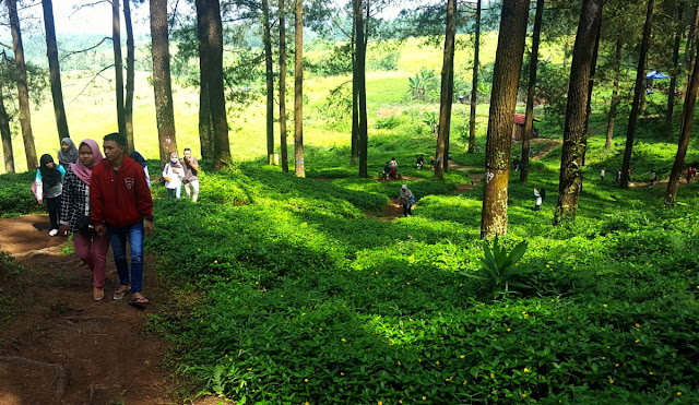 &#91;CoC Regional: Lokasi Wisata&#93; Melancong ke Hutan Pinus Limpakuwus