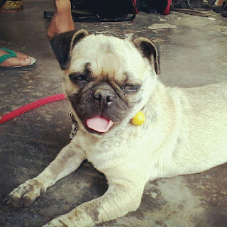 Perawatang Anjing Pug