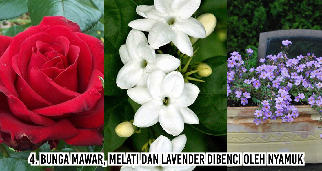 Iniloh Benda-benda Yang Dibenci Nyamuk 