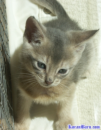 Fakta Tentang Kucing Menurut Beberapa Sumber