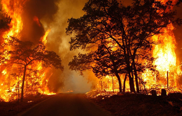 Fakta Seputar Kebakaran Hutan Yang Mengejutkan Orang