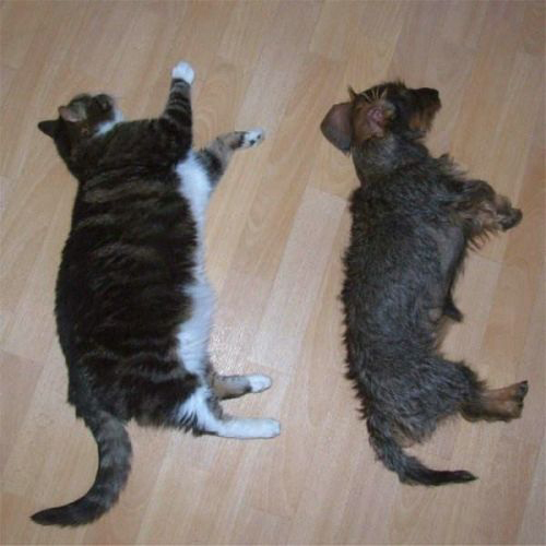 ◄►Gaya Posisi Kucing Tidur yang Lucu dan Aneh!◄►