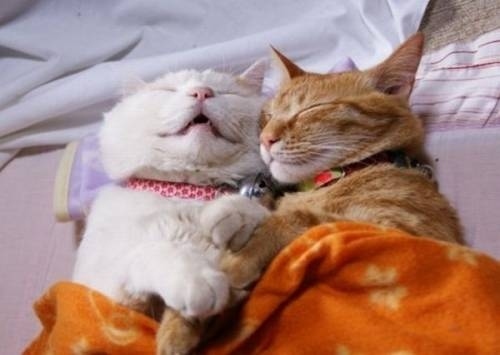 ◄►Gaya Posisi Kucing Tidur yang Lucu dan Aneh!◄►