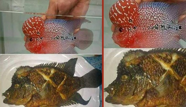 Penasaran Dengan Rasa Benjolan Kepala Ikan Lohan harga 7 Juta ? Orang Ini Berani Coba