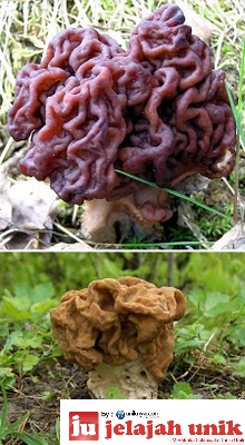 10 jamur yang berbentuk unik
