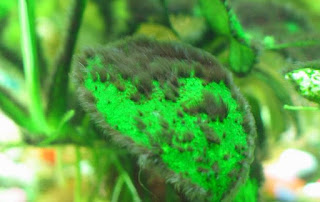 PENYEBAB MUNCULNYA ALGA AQUASCAPE