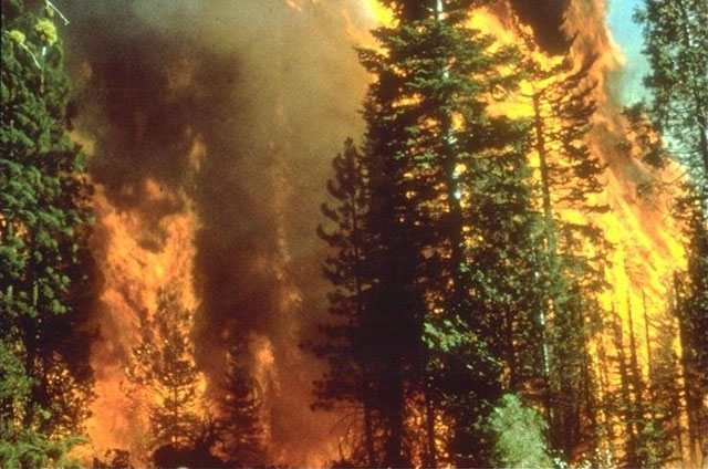 Fakta Seputar Kebakaran Hutan Yang Mengejutkan Orang