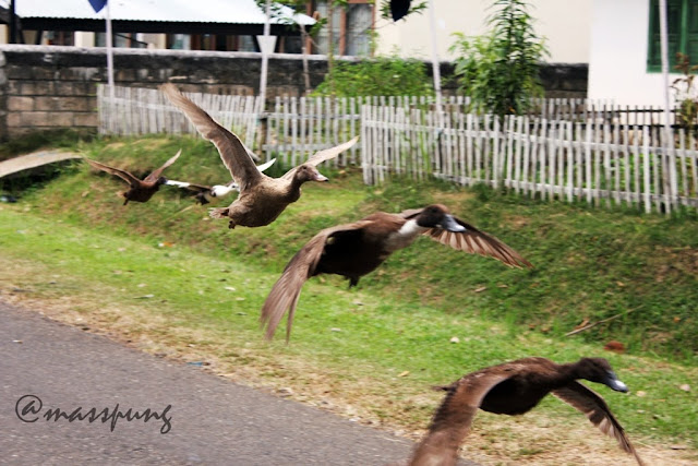 Uniknya Pacu Itik (Duck Race) di Payakumbuh