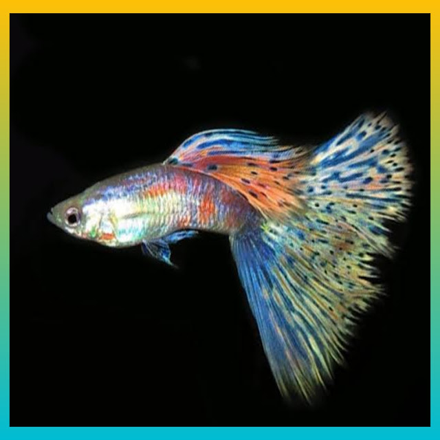 Rekomendasi Ikan Guppy Murah, 10 Jenis Ikan Guppy Murah nih Gan