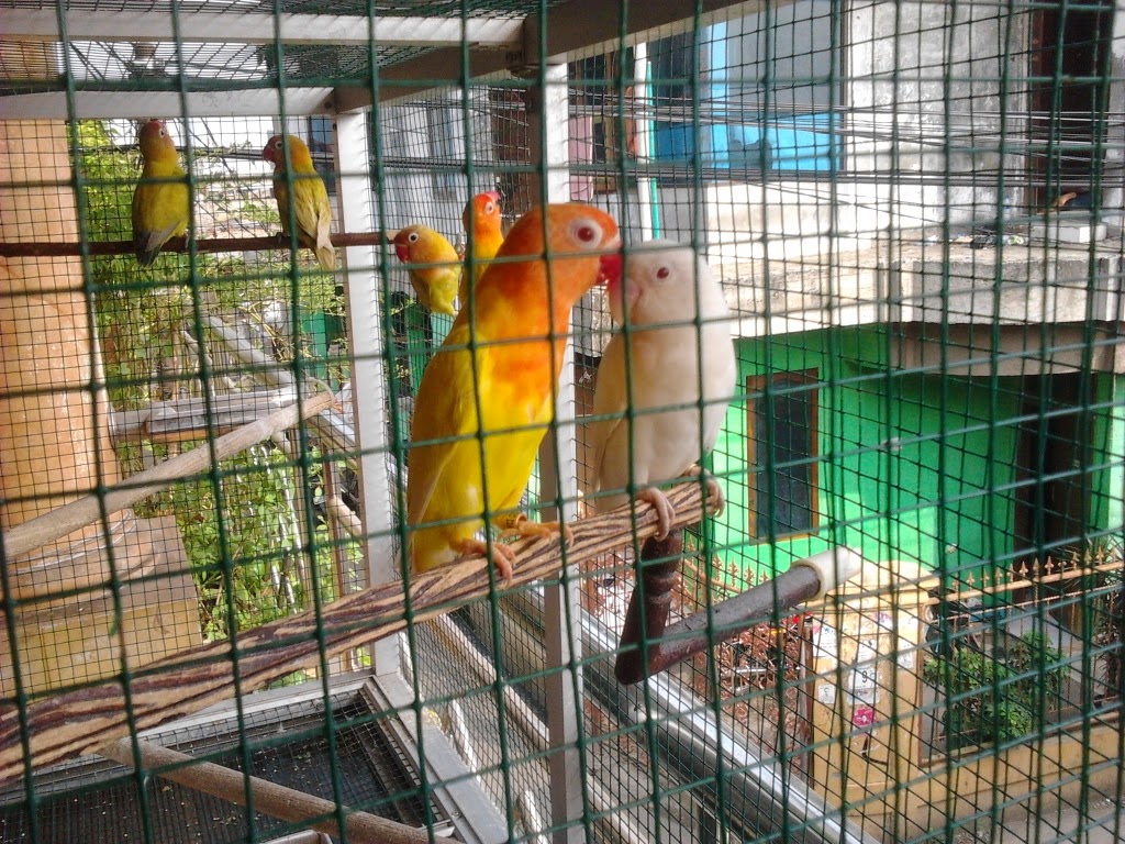 PENANGKARAN LOVE BIRD &amp; MURAI BATU MEDAN MACAM JENIS 