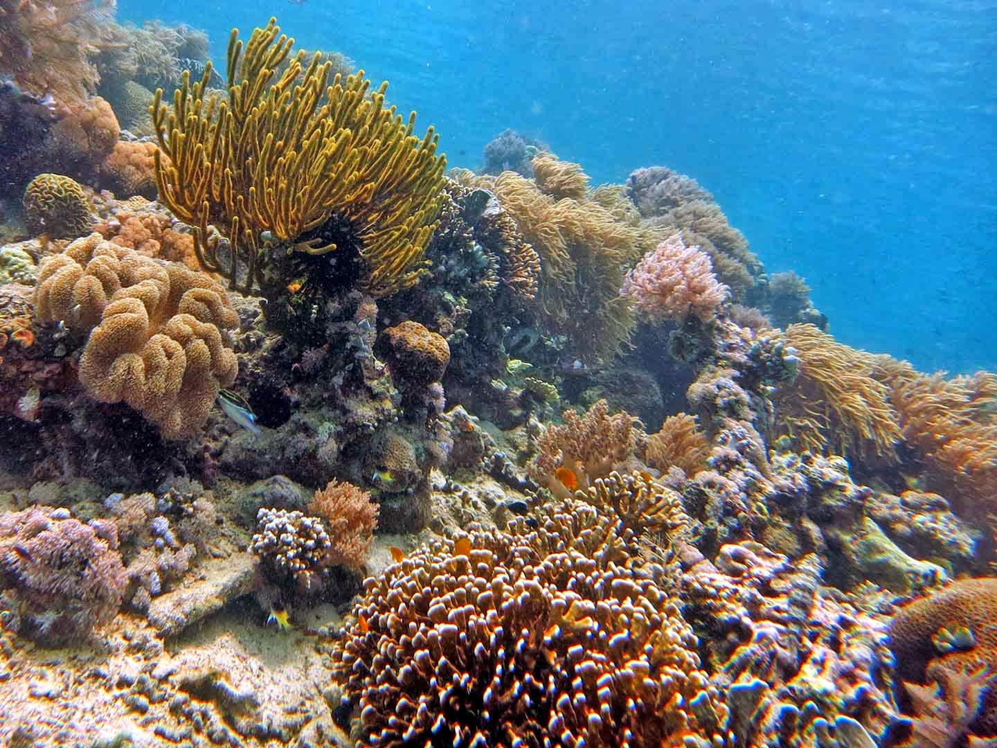 Pemandangan bawah laut tercantik di dunia.