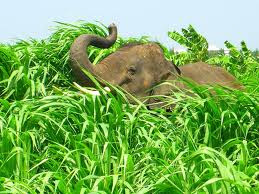 Gajah Dan Faktanya ! !