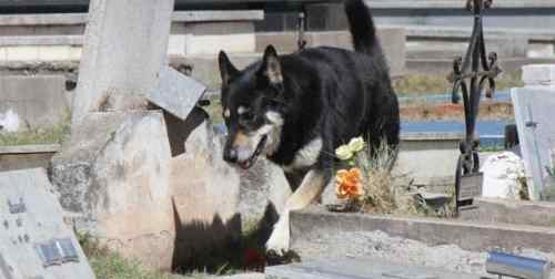 Anjing ini Temani Makam Tuannya Selama 6 Tahun