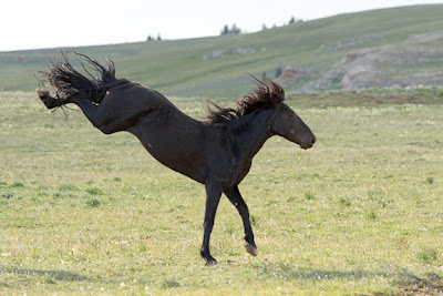 Arti Pose-Pose Patung Kuda