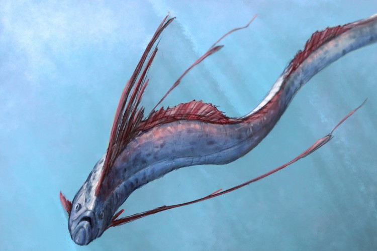 Disebut Ikan Pembawa Kabar Gempa, Ini 5 Fakta Tentang Oarfish