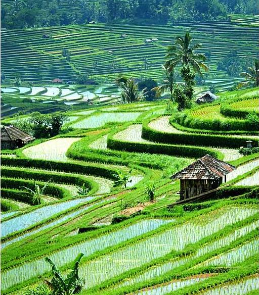Alam-Indonesia Tangguh