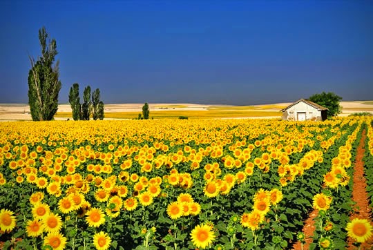 18 Ladang dan Taman Bunga yang Indah di Dunia