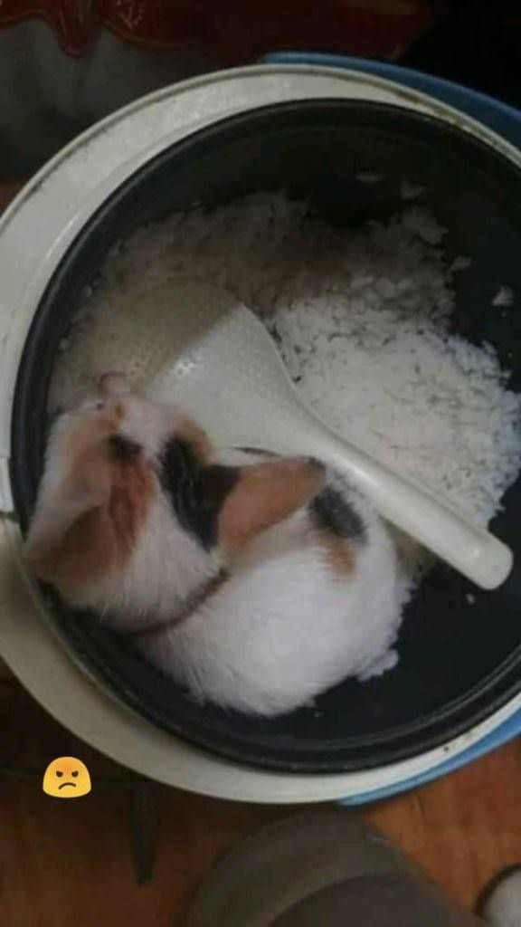 7 Foto nyeleneh jenis-jenis nasi kucing ini bikin ketawa gemes