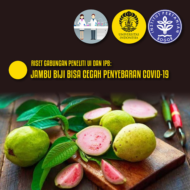Jambu Biji Sang Pencegah Penyebaran Covid-19