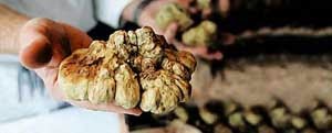 Jenis Makanan dan Minuman Termahal di Dunia