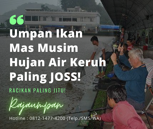 racikan-umpan-ikan-mas-musim-hujan-air-keruh-paling-joss