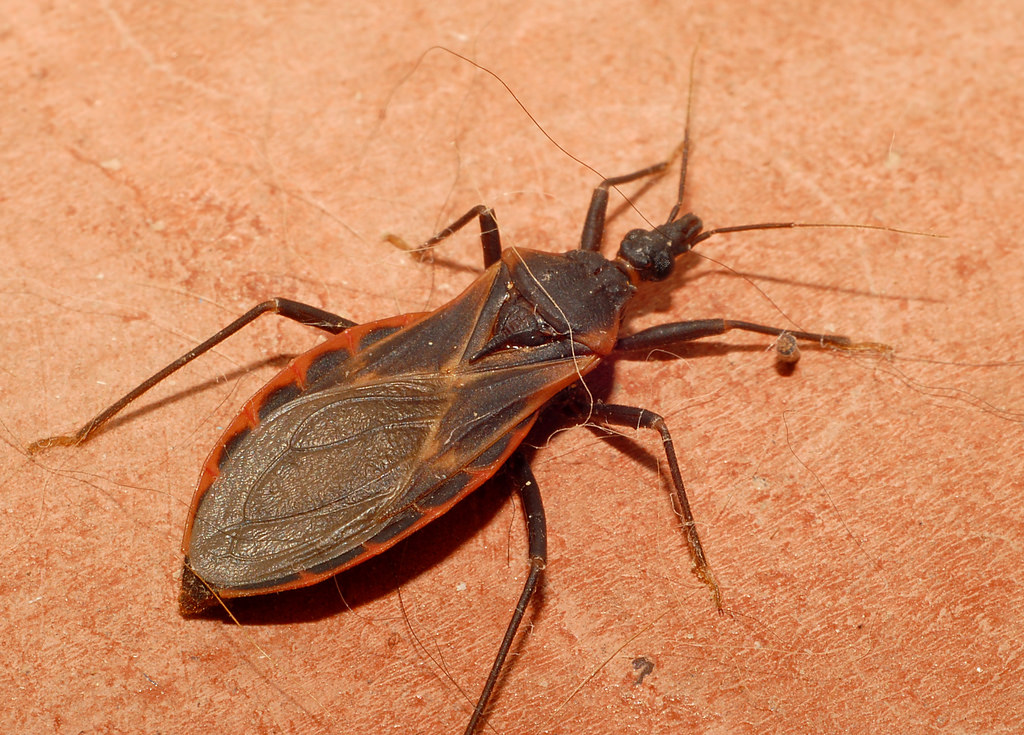 Kissing Bug yang Sempat Muncul di Amerika, Kini Ada di Indonesia