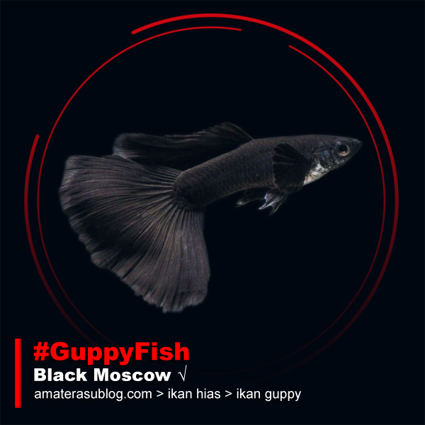 Jenis Jenis Ikan Guppy dan Gambarnya