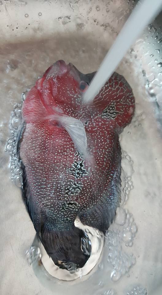 Penasaran Dengan Rasa Benjolan Kepala Ikan Lohan harga 7 Juta ? Orang Ini Berani Coba
