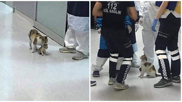 Viral!!! Induk Kucing Bawa Anaknya ke Rumah Sakit Membuat Terharu