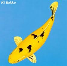 Jual Aneka Koi Unggulan ( Blitar )