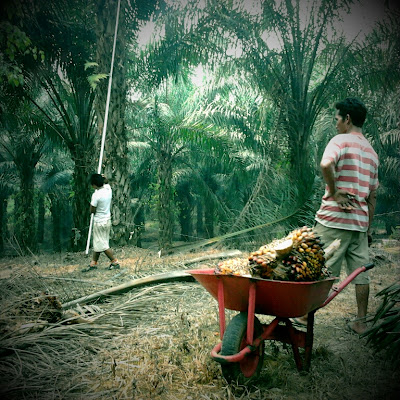 Inilah Proses Pemanenan Kelapa Sawit - Bagan Batu-RIAU