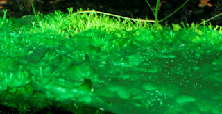 PENYEBAB MUNCULNYA ALGA AQUASCAPE