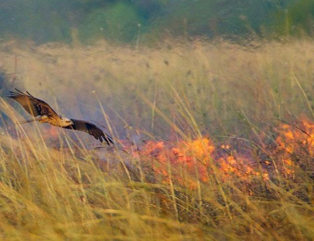 Fakta Seputar Kebakaran Hutan Yang Mengejutkan Orang