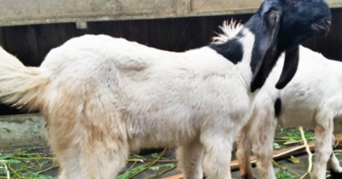 Erek Erek Kambing 2D 3D 4D Menurut Buku Mimpi | Kaskus