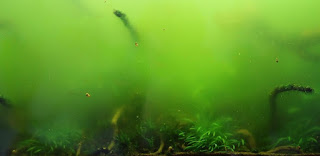 PENYEBAB MUNCULNYA ALGA AQUASCAPE