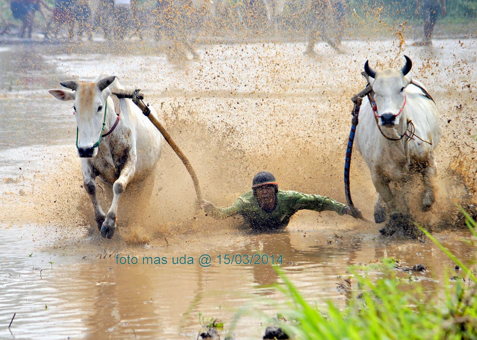 &#91;Sumatera Barat&#93; Pacu Jawi nan Eksotis 