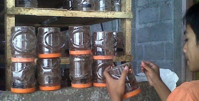 8 Tips Sukses Beternak Kroto dimasa pandemi