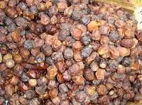 &#91;NEWS&#93; JENIS-JENIS KURMA DI DUNIA