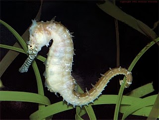 WOW! Kuda ini jago berenang gan! (SPECIES BARU DARI INDONESIA)