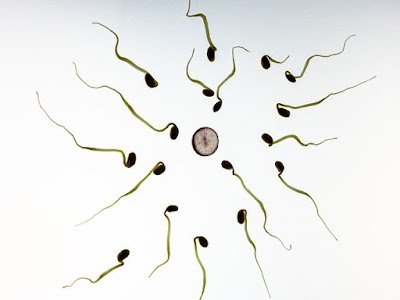 Cara Membedakan Air Mani Dengan Sperma
