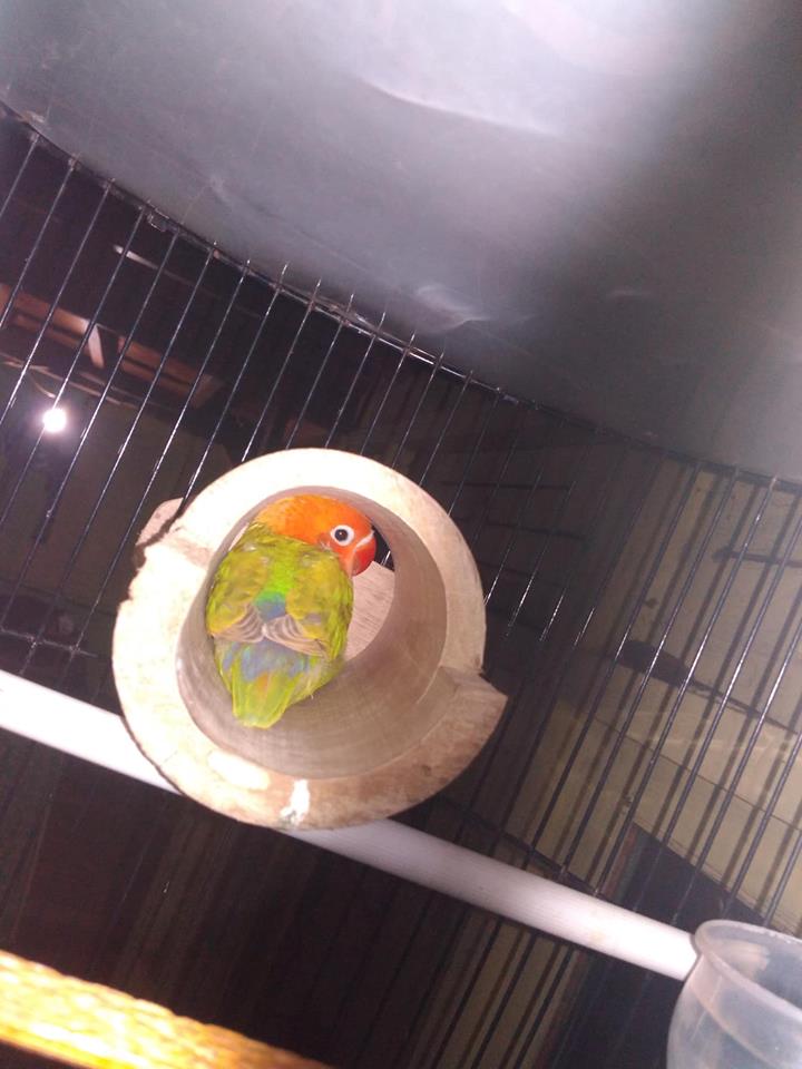 Terapi Bambu Setan Terbukti Menambah Durasi Lovebird
