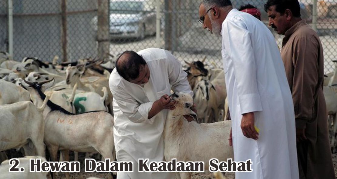  Ini Dia 5 Kriteria Hewan Qurban Yang Sah Untuk Disembelih ! 