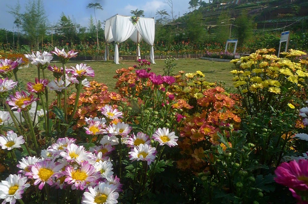 &#91;CoC Regional: Lokasi Wisata&#93; Nyasar, Sampai Kutabawa Flower Garden