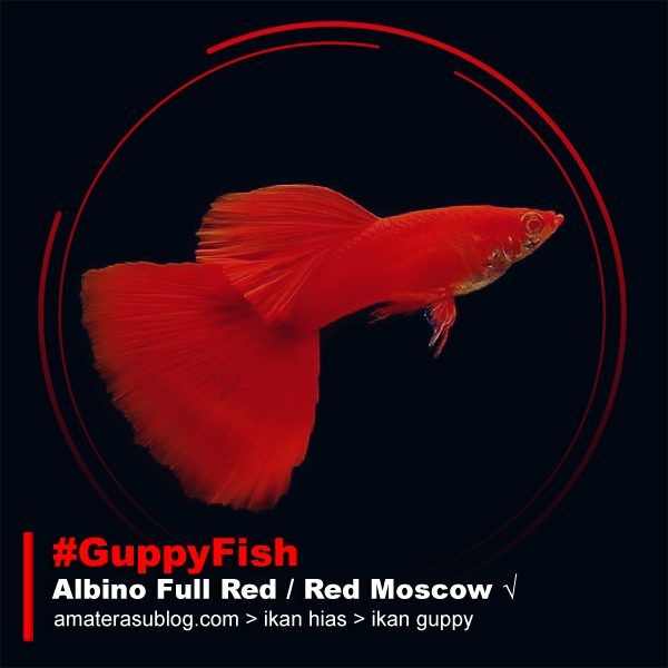 Jenis Jenis Ikan Guppy dan Gambarnya