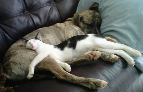 ◄►Gaya Posisi Kucing Tidur yang Lucu dan Aneh!◄►