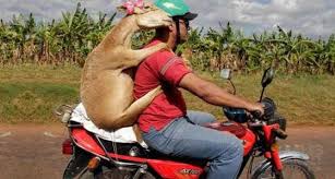 Gaya duduk boncengan di Motor (Agan yang mana ?)